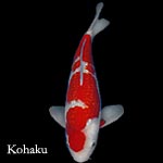 kohaku