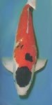 Qancho.jpg