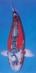 Shusui hana.jpg