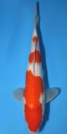 kohaku3step.jpg